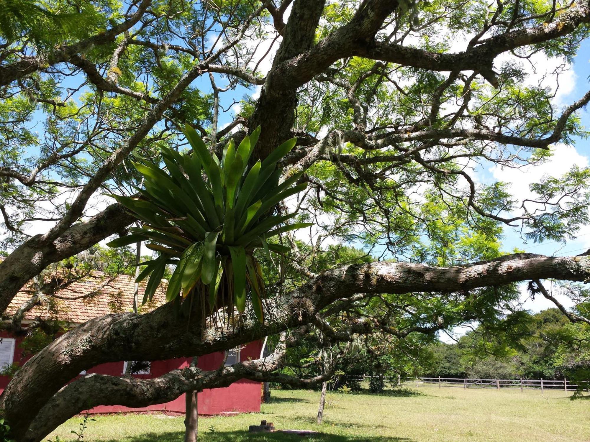 Aldeia Santuario Das Aves Tavares Camera foto