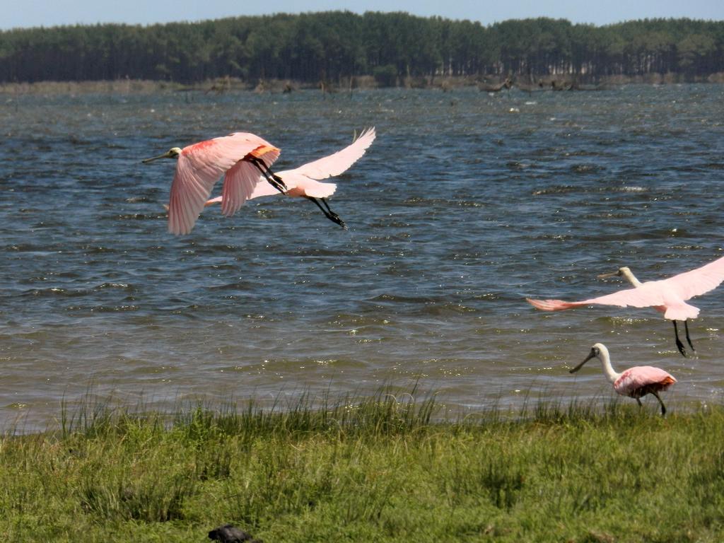 Aldeia Santuario Das Aves Tavares Esterno foto
