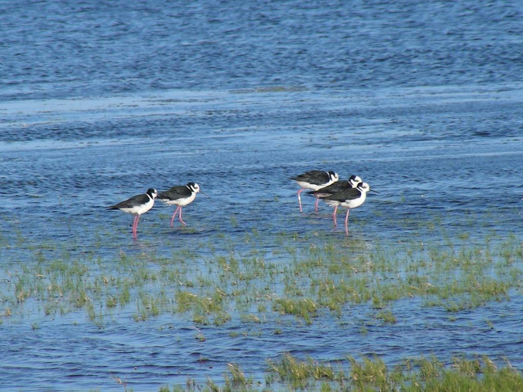 Aldeia Santuario Das Aves Tavares Esterno foto